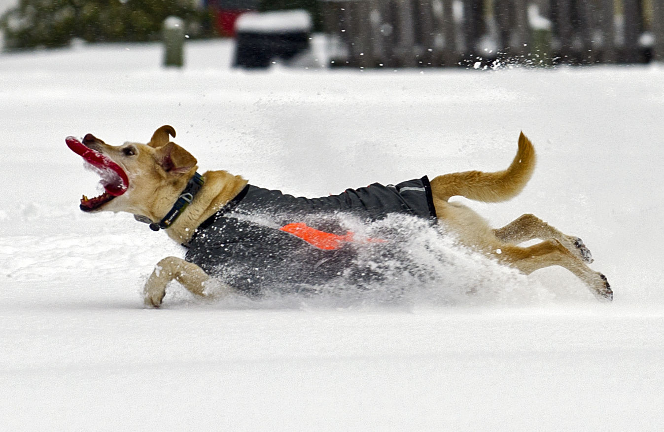 Snow day, 2.13.21